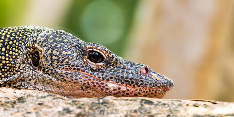 Monitor lizard's gaze