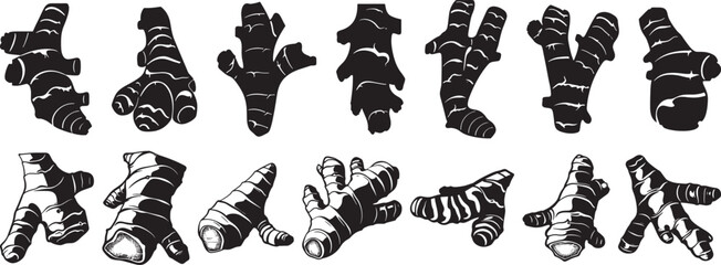 Ginger Root Vector Illustration Set, Isolated on White