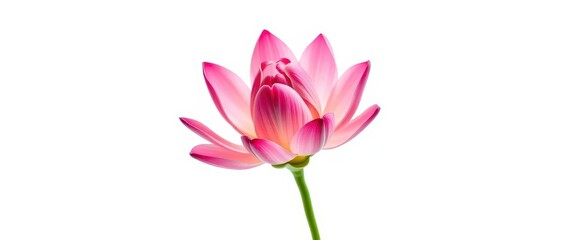 Fototapeta premium A single, vibrant bloom, petals unfurled, isolated on pure white, isolated flower, fresh