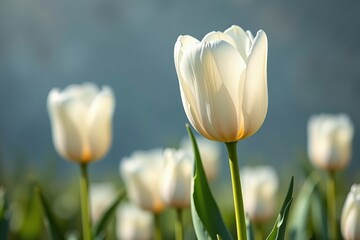 there is a wave with a sun in the background