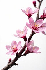 Isolated tree branches with blossoms in white background, nature, branch