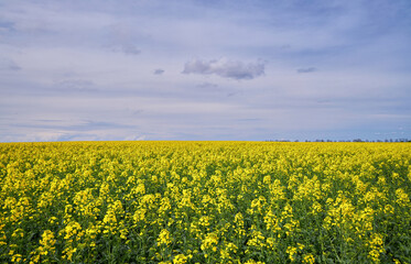 Rapeseed Field Under Blue Sky