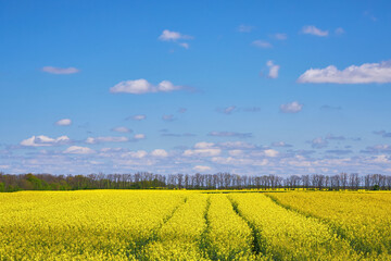 Rapeseed Field Under Blue Sky