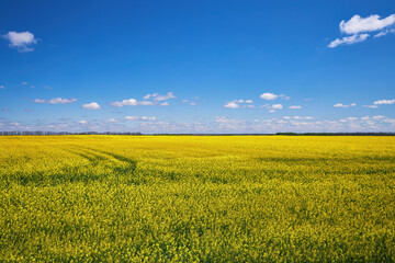 Obraz premium Peaceful Rapeseed Field