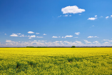 Obraz premium Rapeseed Field Under Blue Sky
