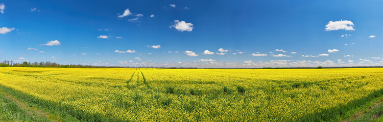 Obraz premium Panoramic Rapeseed Field