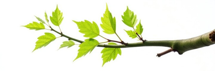 Fototapeta premium Single beech branch with smooth bark against white background, tree trunk, beech branch, branch