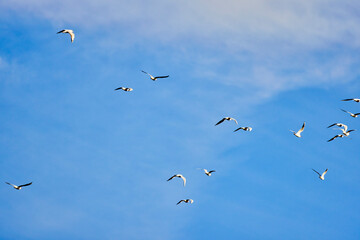 seagulls flying in the blue sky