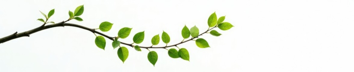 Fototapeta premium Single branch of a willow tree on white background with gentle curves, earthy, tree, curved branch