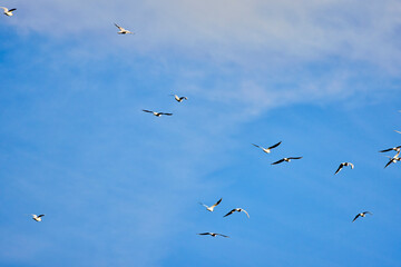 seagulls flying in the blue sky