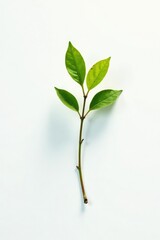 Obraz premium Single branch stretching towards the sky on white background with shadow, single, natural
