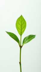 Fototapeta premium Small green stem in focus on white background, foliage, stem, botanical