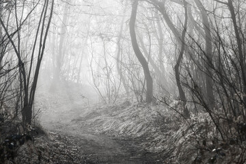 nature sceneries along the Fontanili Park trail, Besnate, Varese