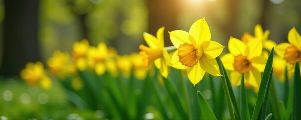 Obraz premium Solo yellow narcissus flowers blooming in a garden, spring, flowers