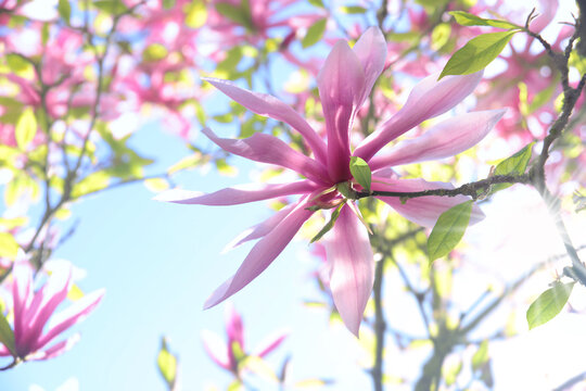 Fr&uuml;hling 680