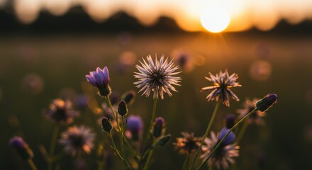 Beautiful wildflowers blooming at sunset in a serene landscape