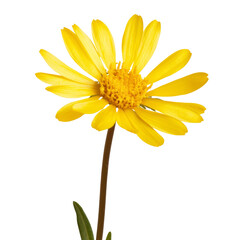 Naklejka premium Bright yellow flower with long petals and green leaves, symbolizing joy and warmth. Perfect for nature themed designs or floral arrangements