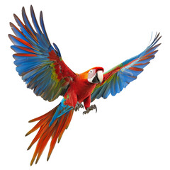 Fototapeta premium vibrant macaw in flight, showcasing its colorful feathers and majestic wings. This stunning bird represents beauty of nature and wildlife