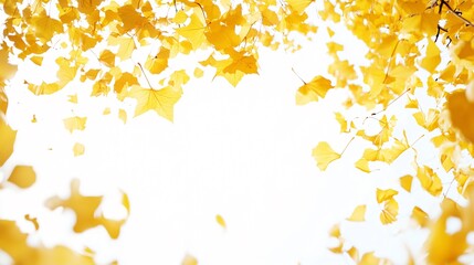 Vibrant Golden Maple Leaves in Autumn on White Background for Seasonal Designs