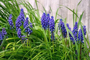Flowers of blue muscari blooming in early spring.