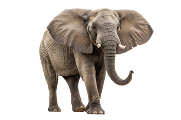 Obraz premium African elephant with transparent background