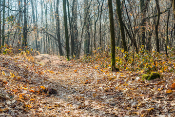 nature sceneries along the Fontanili Park trail, Besnate, Varese