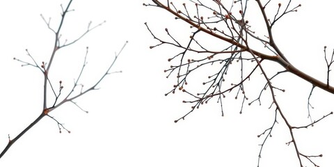 Obraz premium Delicate, bare branches isolated against a pure white backdrop, botanical, design element