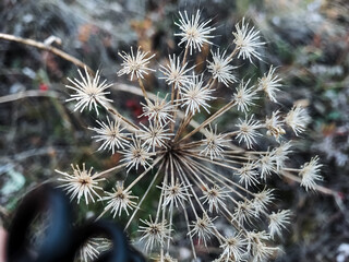 Here is a detailed closeup image showcasing a vibrant plant that is adorned with a multitude of...
