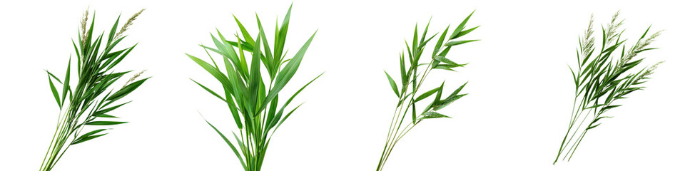 Fototapeta premium Vibrant green leaves and foliage of various plants and herbs in a natural outdoor environment Botanical environmental and nature inspired background concept with peaceful serene and earthy vibes