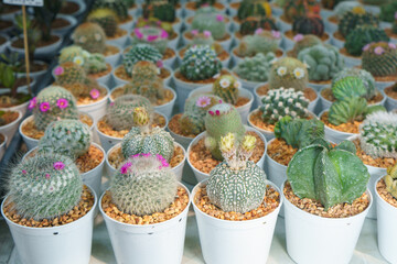 Assorted Flowering Cacti in White Pots