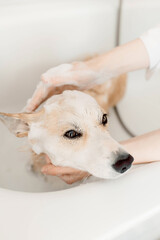 Happy corgi in the bath, its face covered in soft foam as hands carefully wash its fur. Gentle grooming reduces stress, making bath time an enjoyable and calming routine bathing dog grooming salon
