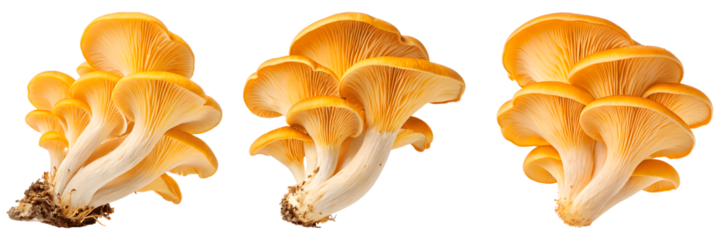 Set of Bright Orange Oyster Mushrooms On white Or Transparent Background, png