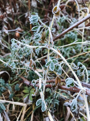 This image features a detailed, closeup view of a plant that is beautifully adorned with sparkling frost on its leaves and stem, showcasing the serene beauty of winters arrival