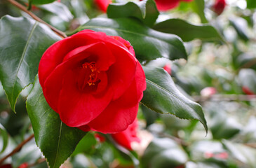 Close-up on a red camillia flower with a blurred green background taken in early spring in garden.