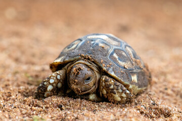 Leopard tortoise baby