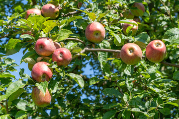 Red apples on the tree. Fruit harvest growth garden