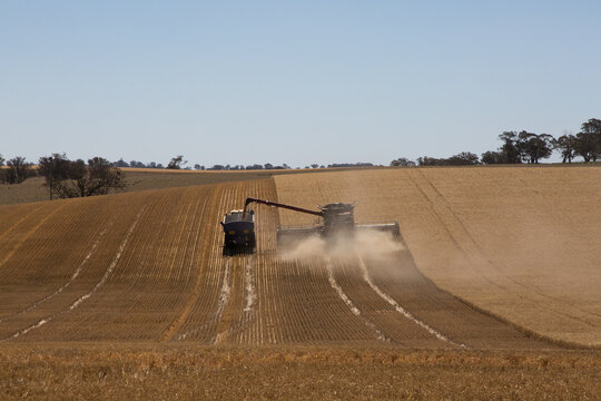 combine harvester and chase bin harvesting wheat