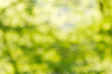 Obraz premium green nature background. forest outdoor in blur. fresh spring