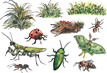 Watercolor and ink paintings of insects and bushes  