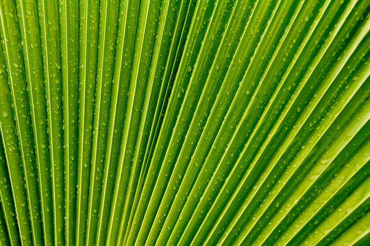 water droplets on fan palm detail