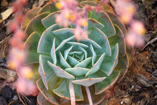 rosette of echeveria succulent in flower