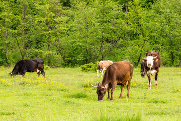 cow cattle grazing grass on the countryside meadow. rural landscape in spring