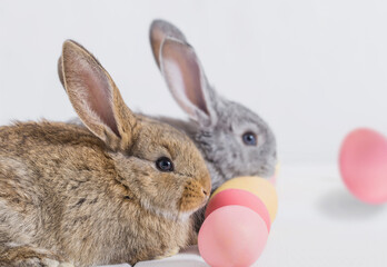 bunnyes with easter eggs on white background