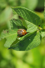 Striped beetle perched on a green leaf in a garden during bright daylight, showcasing its vibrant colors and unique patterns