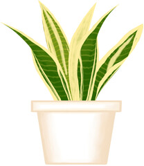 Beautiful golden flame snake plant growing up in a creamy ceramic pot for decorate home and garden.