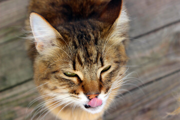 Fluffy cat enjoying a moment of grooming on wooden patio during sunny afternoon