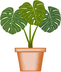 Obraz premium Beautiful monstera deliciosa growing up in a brown ceramic pot for decorate home and garden.