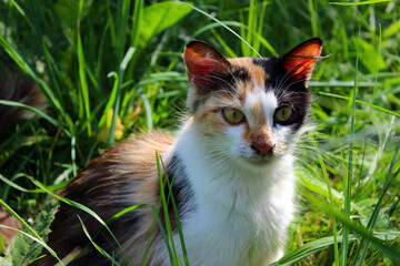 Calico cat resting among lush green grass on a sunny day in a vibrant garden setting during early afternoon