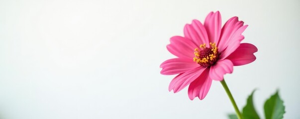 Single bloom of a garden flower in focus on a white background, single blooms, flowers,