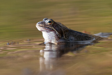 Common frog (Rana temporaria) in early spring, Cairngorms, Scotland